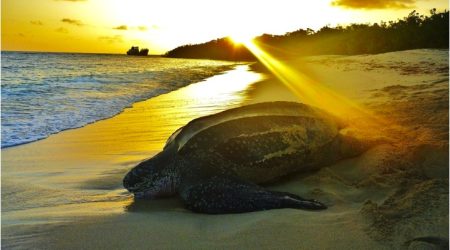 Petit-Carenage-Turtle-Nesting-Beach-at-sunrise-Photo-Tom-Duerden